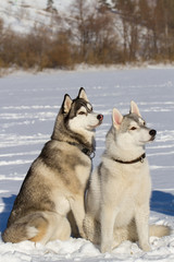 two husky sitting on the snow