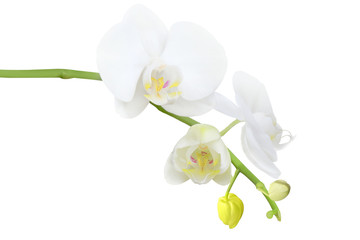 Naklejka na ściany i meble white orchid with buds