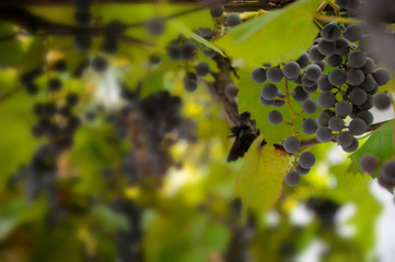 Fresh fruit. Ripe grapes on the background of green leaves. Vert