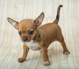 Chihuahua puppy