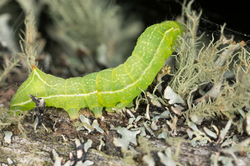 Green moth larva