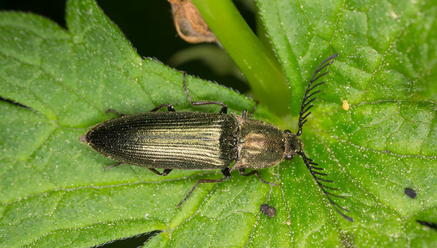 Male Click beetle, Ctenicera pectinicornis