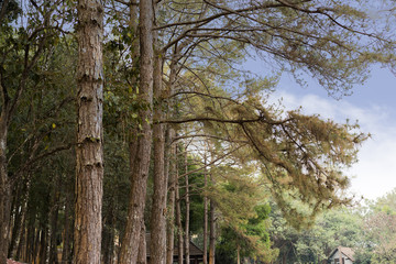 Fototapeta premium Forest