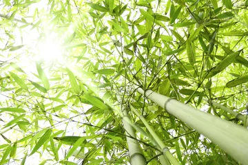 Gordijnen Bamboebos met zonnestralen die uit het bladerdak komen © oraziopuccio