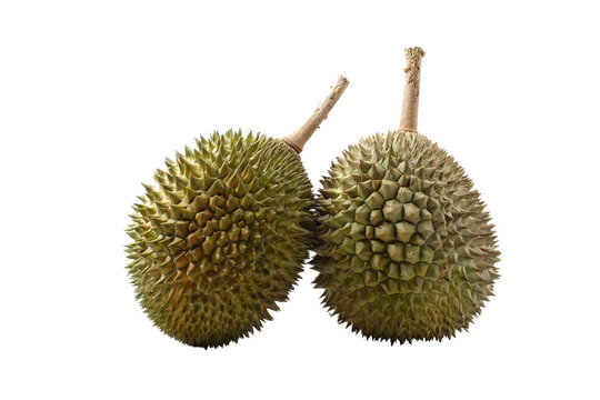 Durian, the king of fruit of South East Asia on white background