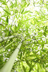 Panele Szklane  Bambusowy las