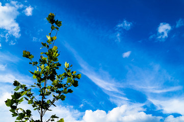 tree under a blue sky with white clouds