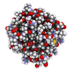 Basic fibroblast growth factor (bFGF) molecule. 