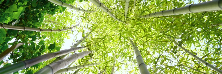 Crédence en verre imprimé Bambou Foret de bambou