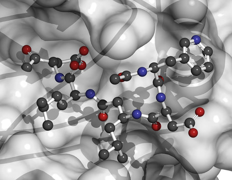 Caspase 3 Apoptosis Protein. 