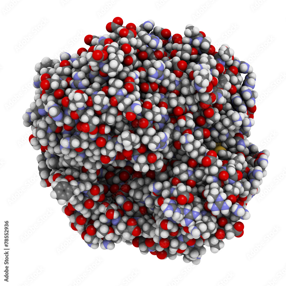 Poster Gamma-glutamyltranspeptidase 1 (GGT 1, gamma-GT)