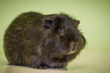 Schwarzes Meerschweinchen