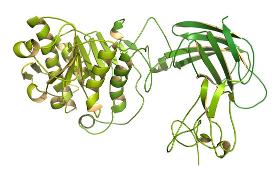 Human pancreatic lipase (HPL) enzyme, in complex with colipase.