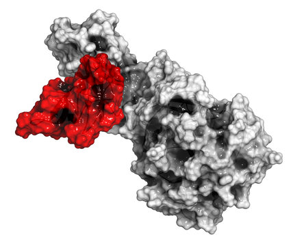 Human pancreatic lipase (HPL) enzyme, in complex with colipase.