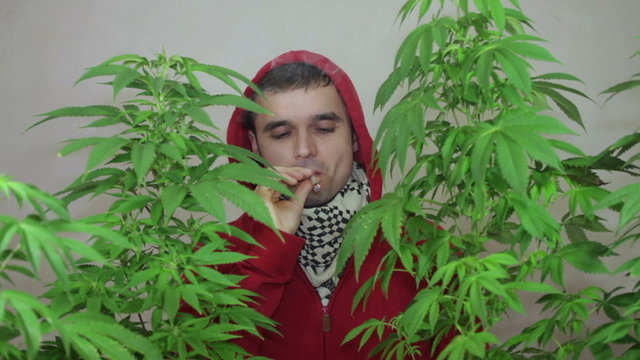 Man in hoodie smoking Marijuana joint and growing Cannabis plant