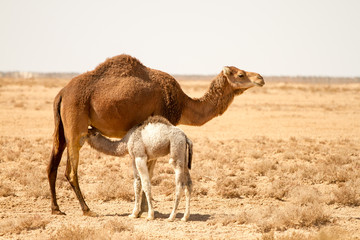 Camel with baby - Tunisia