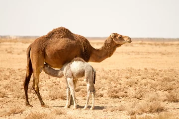 Fototapete Rund Camel with baby - Tunisia © christianbloch
