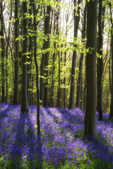 Fototapeta na wymiar Stunning bluebell flowers in Spring forest landscape