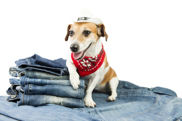 Fashionable dog advertises coolest designer jeans