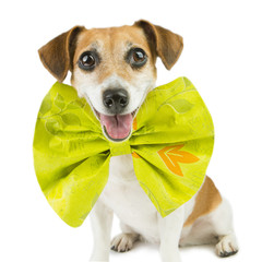 Cute happy spruced dog with a huge bright bow