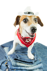 Cool dog and a lot of jeans