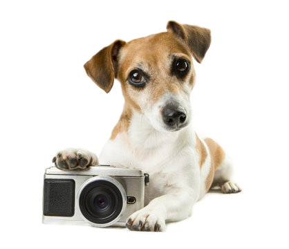 Cool dog lying near the photo camera staring