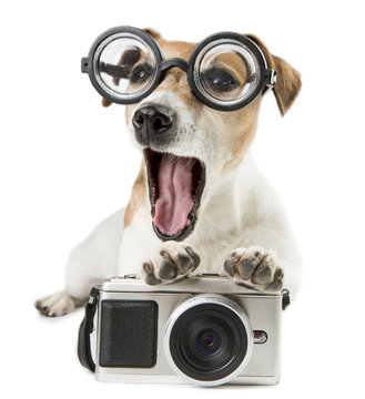 Cute dog Jack Russell terrier photographer