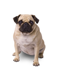 Mops Hund isoliert auf weißem Hintergrund