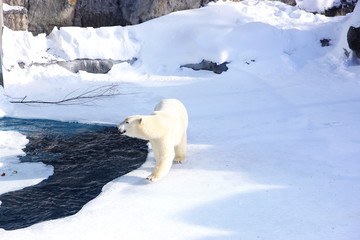 ours polaire © Reymond