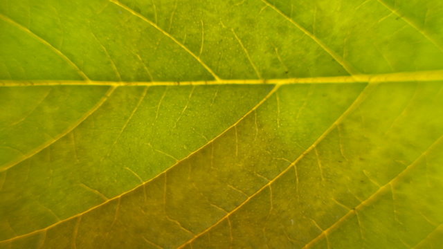 Macro of green leaf submerged in the water.