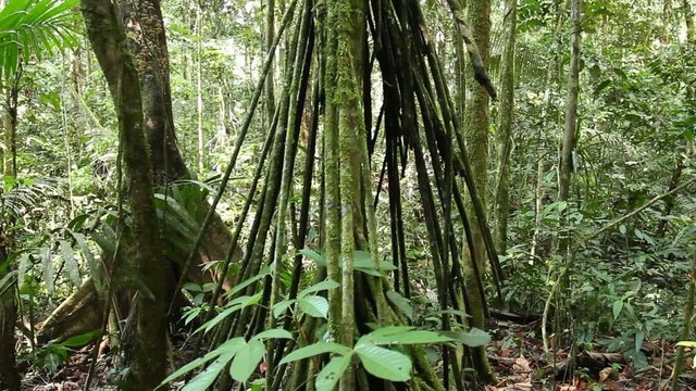 Stilt root palm Socratea exorrhiza steadicam shot