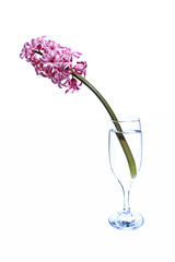 Flower of pink hyacinth in a fougeres water isolated