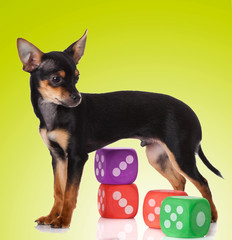 adorable Chihuahua puppy on Yellow background