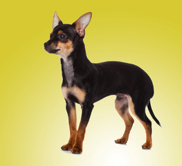 adorable Chihuahua puppy on Yellow background
