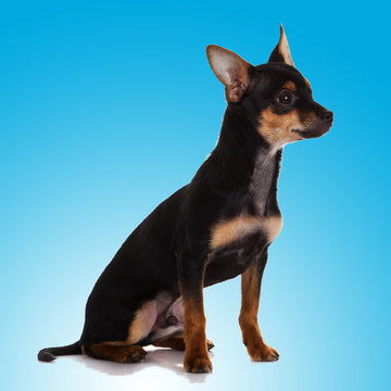 Beautiful Chihuahua Dog  On Blue Background