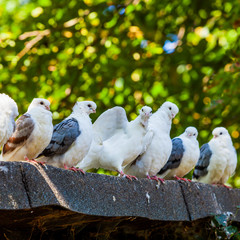 Pigeons on the roof