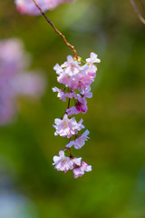 Pink sakura flowers,Sakura flowers blooming.