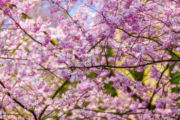 Pink sakura flowers,Sakura flowers blooming.