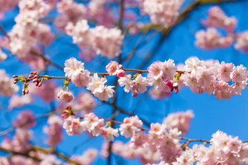 Pink sakura flowers,Sakura flowers blooming.