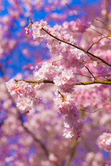Pink sakura flowers,Sakura flowers blooming.