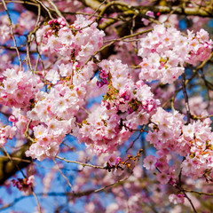Pink sakura flowers,Sakura flowers blooming.