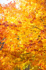 Autumn maple leaves background