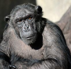 Fototapeta na wymiar Chimpanzee portrait