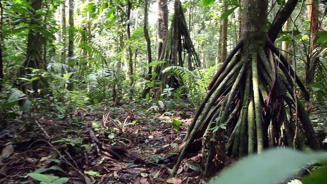Stilt root palms in the rainforest understory