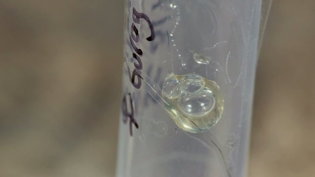 Snake venom in a vial