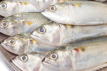 closeup fresh mackerel fish