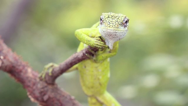 Berthold's Bush Anole (Polychrus gutturosus spurrelli)