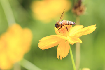 Bee on yellow flower in the park