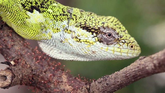 Berthold's Bush Anole (Polychrus gutturosus spurrelli)