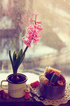 Still life  with pink hyacinth and wooden thread spools